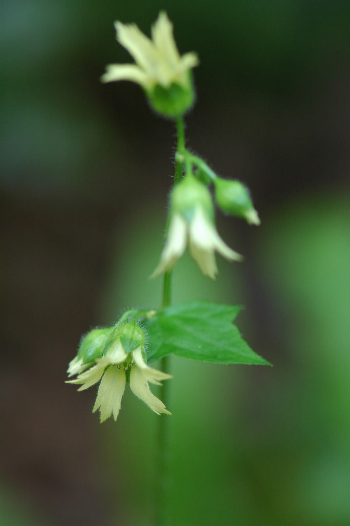 Peltaboykinia watanabei (Woodland Saxifragaceae)