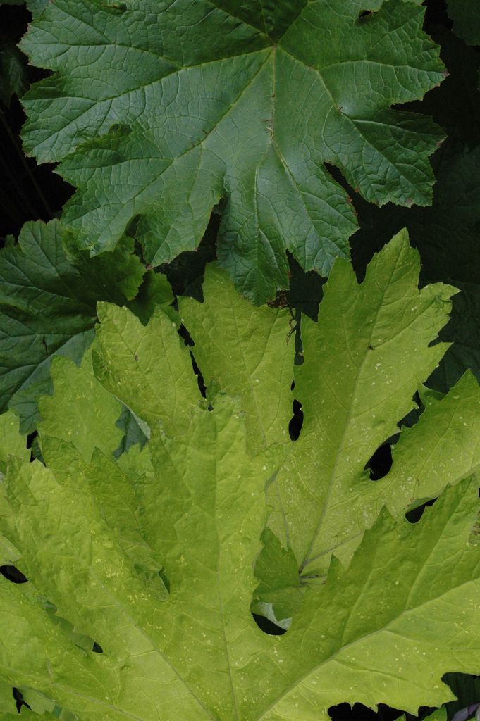 Petasites palmatus 'Golden Palms' (Golden Coltsfoot)