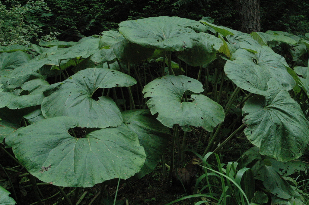 Petasites japonicus 'Gigantea' (Giant Japanese Coltsfoot)