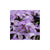 Pleione formosana 'Verdi'  (Hardy Orchid)