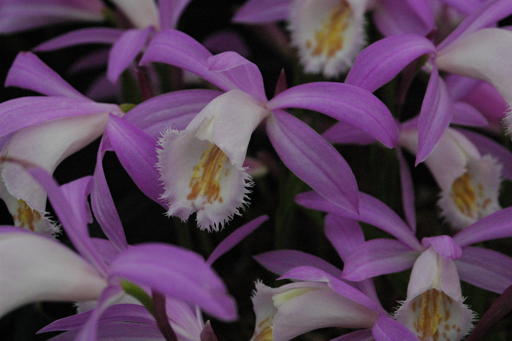 Pleione formosana (Hardy Orchid)