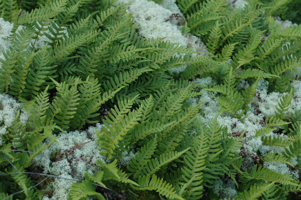 Polypodium glycyrrhiza (Licorice Fern)