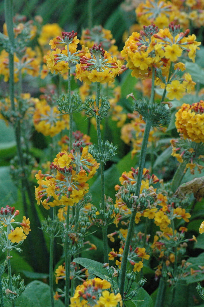 Primula bulleyana (Candelabra Primula) Keeping It Green Nursery
