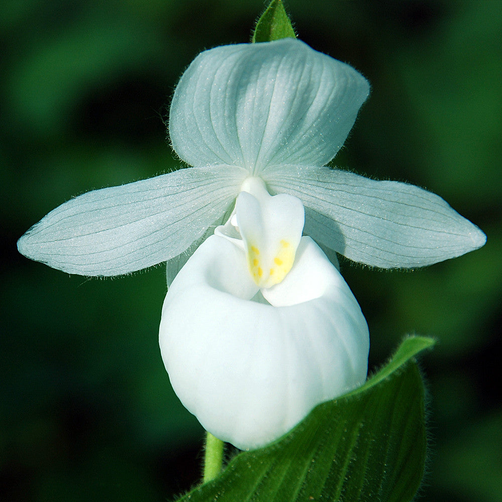 Cypripedium reginae alba (Lady&#39;s Slipper Orchid)