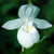 Cypripedium reginae alba (Lady's Slipper Orchid)