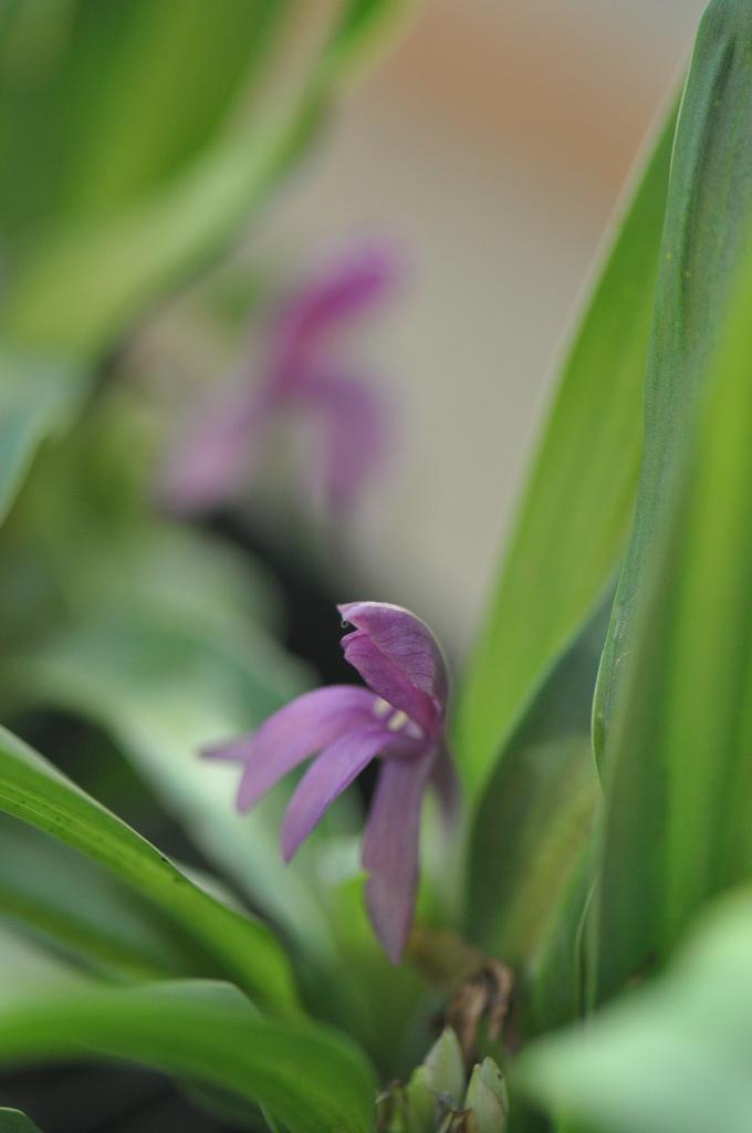 Roscoea tibetica (Hardy Ginger)