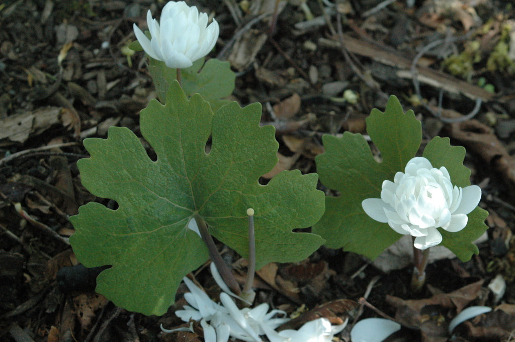 Sanguinaria canadensis 'Multiplex' (Double Flowered Bloodroot)