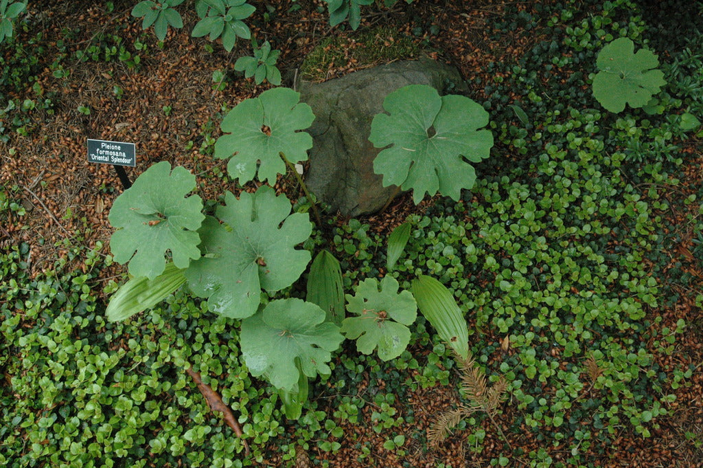 Sanguinaria canadensis &#39;Multiplex&#39; (Double Flowered Bloodroot)