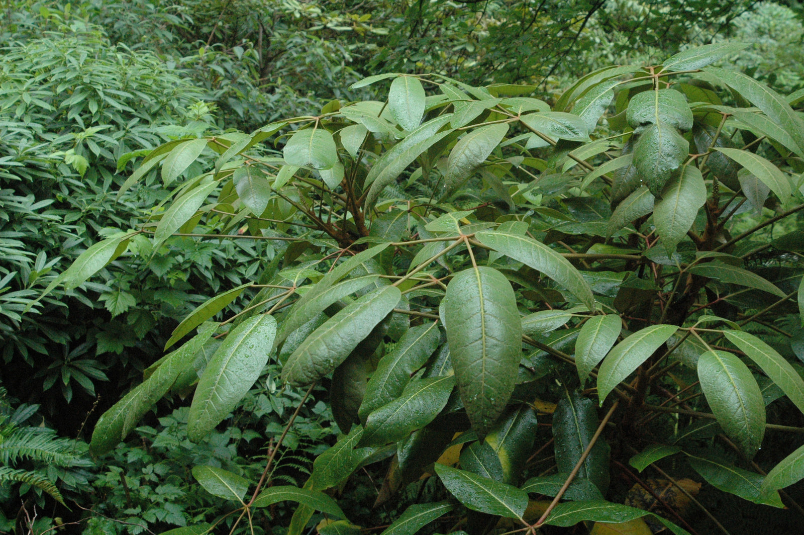 Schefflera delavayi (Hardy Schefflera)