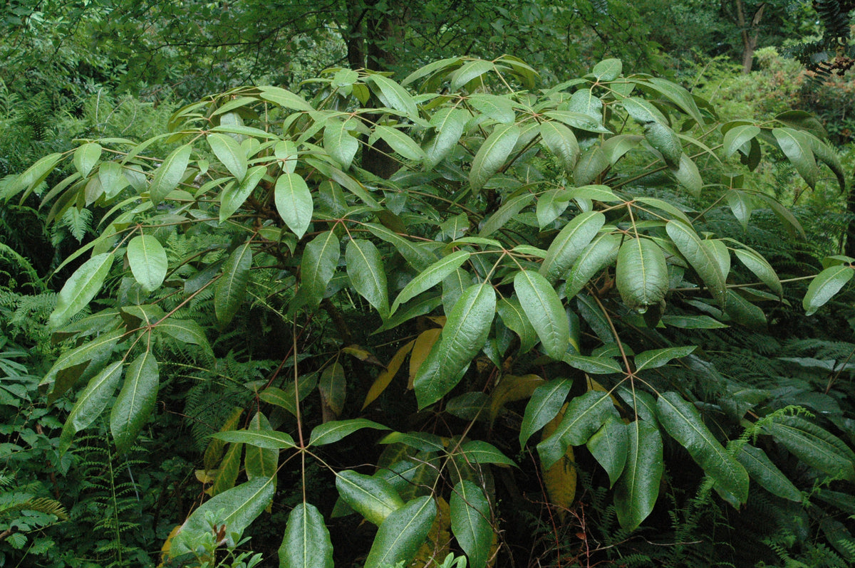 Schefflera delavayi (Hardy Schefflera)