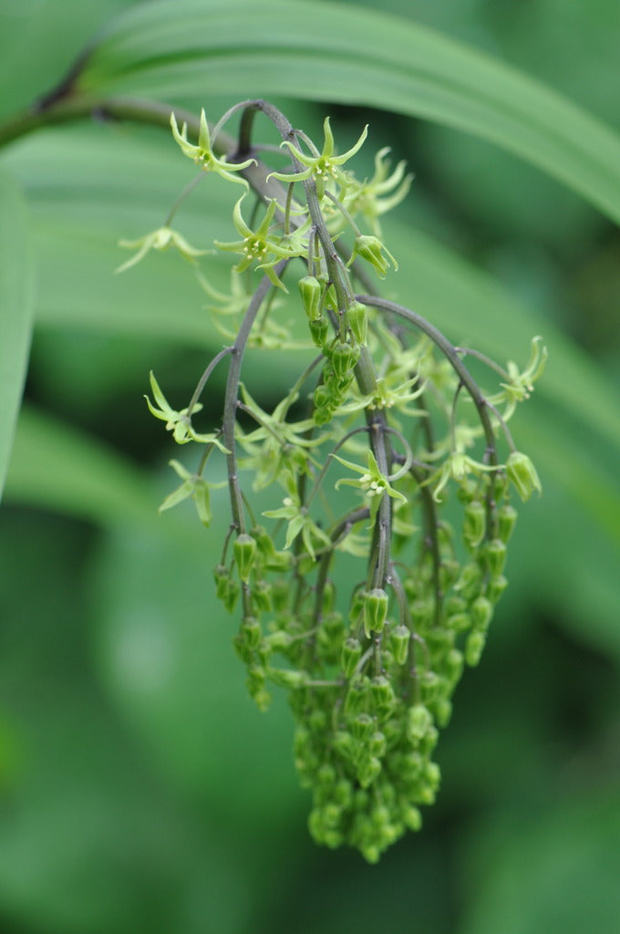 Maianthemum tatsiense (Chinese False Solomon's Seal) syn. Smilacina