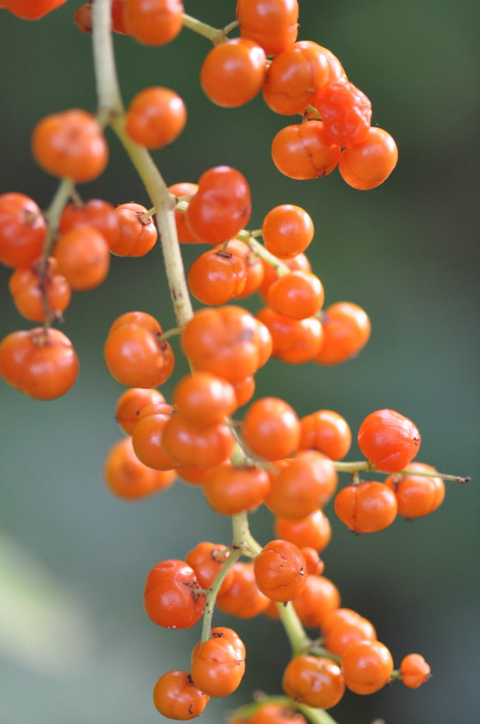 Maianthemum tatsiense (Chinese False Solomon&#39;s Seal) syn. Smilacina