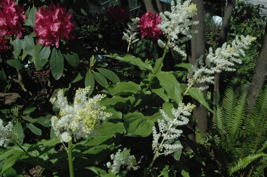 Maianthemum racemosum (False Solomon&#39;s Seal) syn. Smilacina racemosum