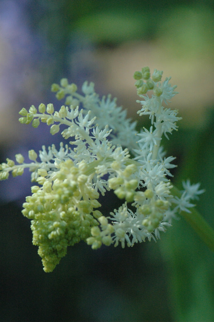 Maianthemum racemosum (False Solomon's Seal) syn. Smilacina racemosum