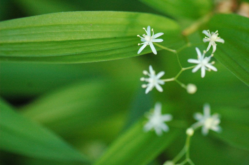 Maianthemum stellatum (Low Growing False Solomon's Seal)