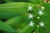 Maianthemum stellatum (Low Growing False Solomon's Seal)