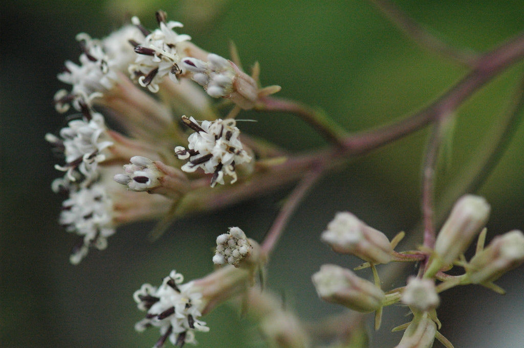 Syneilesis aconitifolia (Shredded Umbrella Plant)