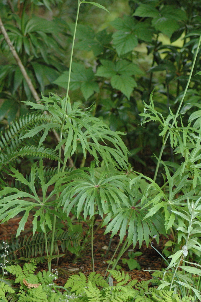 Syneilesis aconitifolia (Shredded Umbrella Plant)