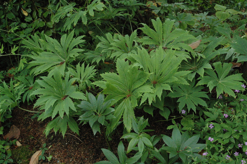Syneilesis palmata (Shredded Umbrella Plant)
