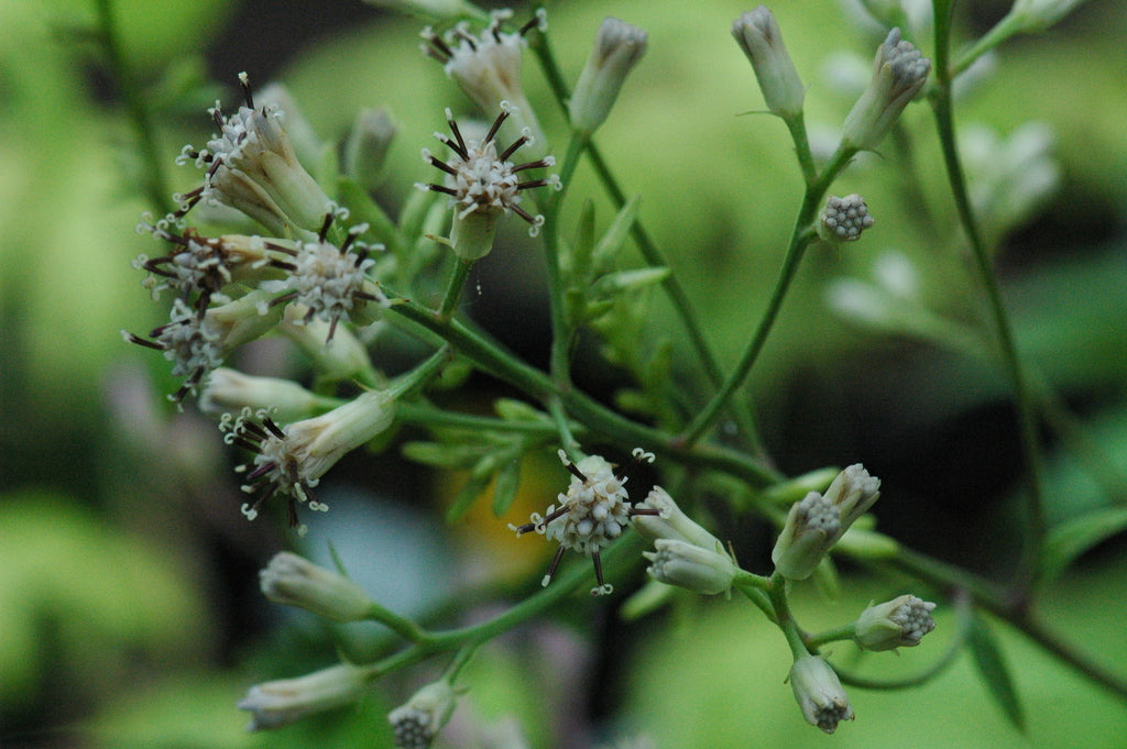 Syneilesis palmata (Shredded Umbrella Plant)