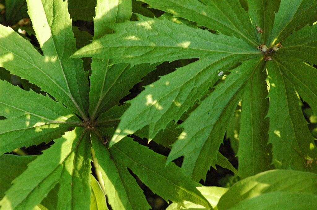 Syneilesis palmata (Shredded Umbrella Plant)