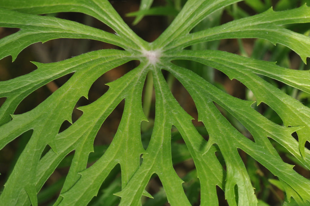 Syneilesis aconitifolia (Shredded Umbrella Plant)