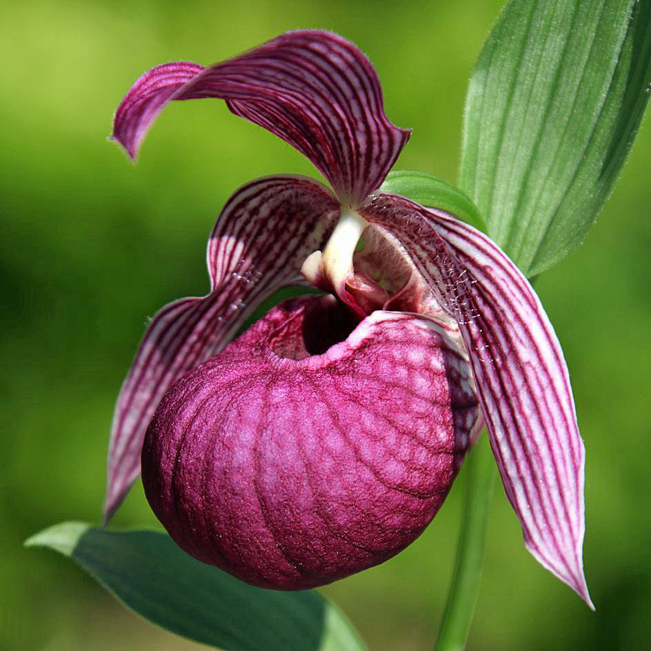 Cypripedium tibeticum (Lady's Slipper Orchid)