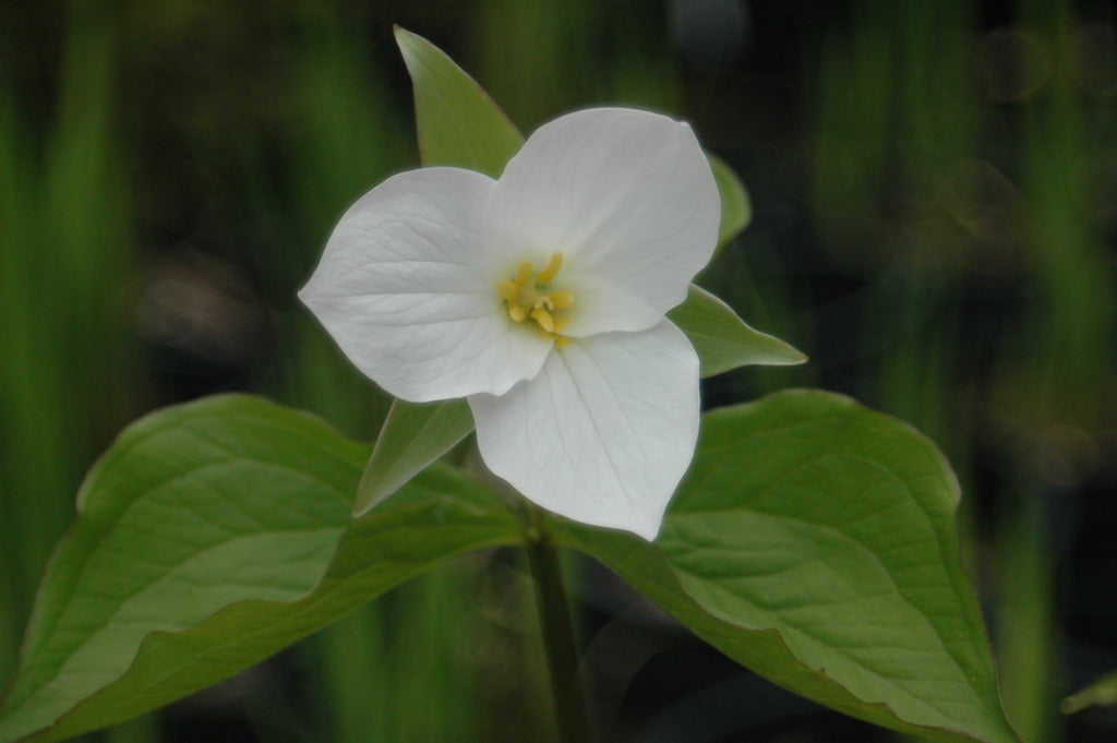 Trillium grandiflorum (Large Flowered Trillium)