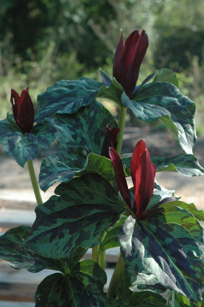 Trillium kurabayashii (Giant Purple Wakerobin)