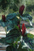 Trillium kurabayashii (Giant Purple Wakerobin)