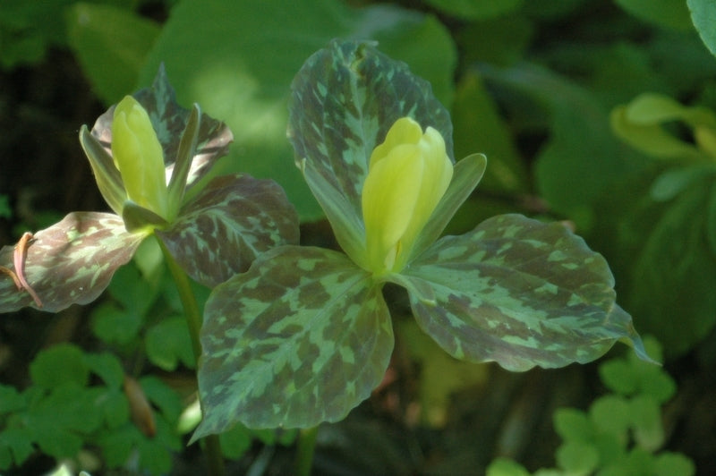 Trillium luteum (Wood Lily)