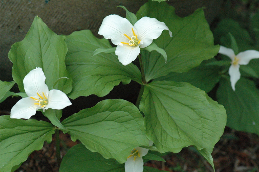 Trillium ovatum (Pacific Trillium, Western Wake Robin)