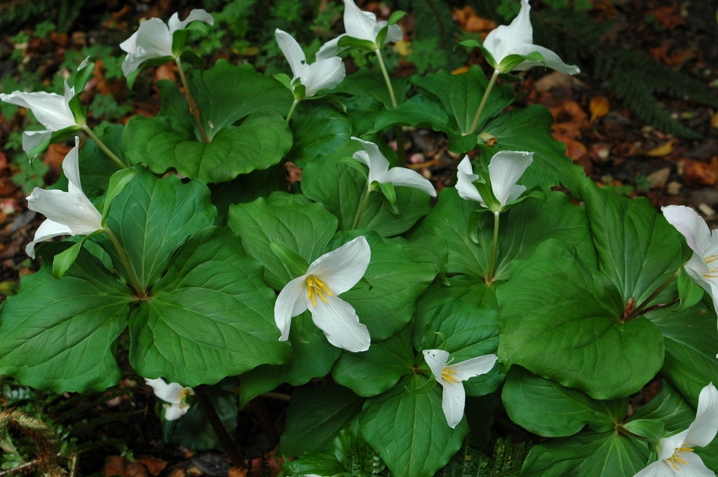 Trillium ovatum (Pacific Trillium, Western Wake Robin)