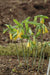 Uvularia grandiflora (Large Flowered Bellwort)