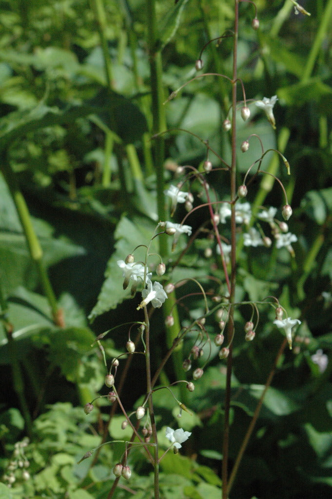Vancouveria hexandra (Inside-out Flower, Duck&#39;s Foot)