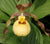 Cypripedium 'Victoria'  (Lady's Slipper Orchid)