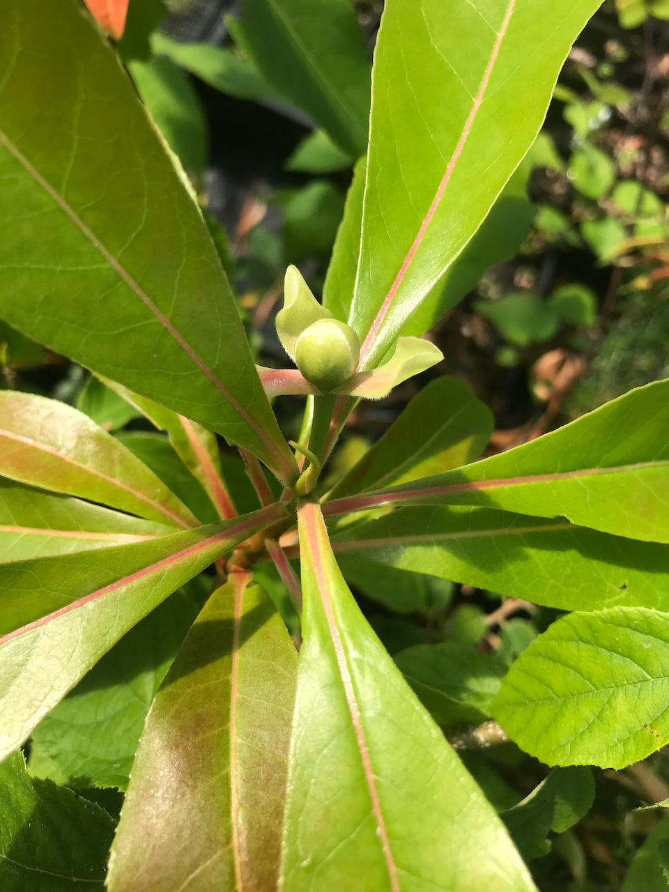 x Gordlinia grandiflora (Sweet Tea)