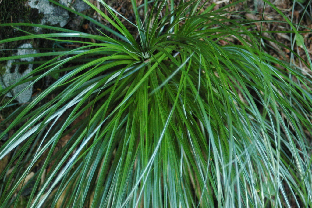 Xerophyllum tenax (Beargrass)
